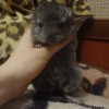 Каитлин