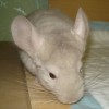 Дана