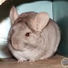 Царина из Стрелецкого дома