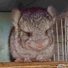 Цветана из Стрелецкого дома