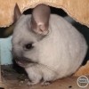Факир из Стрелецкого дома
