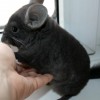 Пончик