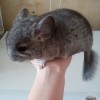 Шушер