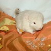 Рустик