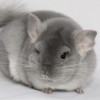 Дакота