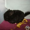 Камилла Н Рех