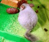 Яхонт - поп-артист