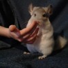 Кевин