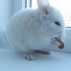 Лана