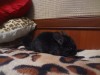 2 месяца
