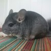 Розалин