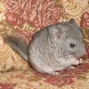 Миллениум