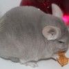 Мушкет
