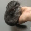 Без клички н нем
