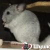 Ульяна
