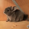 Радуница