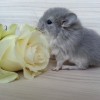 Флокса