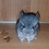 Колин