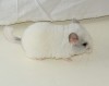 1 мес 1 нед