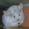 Клер