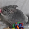 Оливер