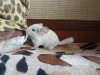 1 месяц