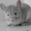 Аллия