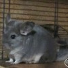 Людовик