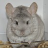 Квина