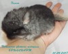 1 неделя