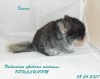 2 недели