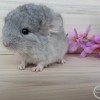 Люпин