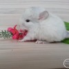 Ландыш