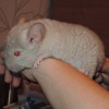 Моана