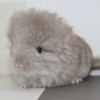 Фантом