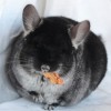 Амиго