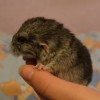 ВикТор