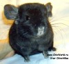 6 мес