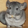 Макоша