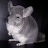 Клайд