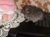 1.5 мес