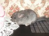 1,5 мес