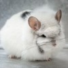 13 Стар Шасантру