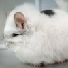 13 Стар Шасантру