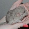 Пунш