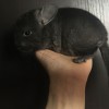 Шанель