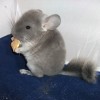 Карин