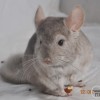 Уил