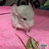 Филимон
