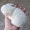 Саншайн